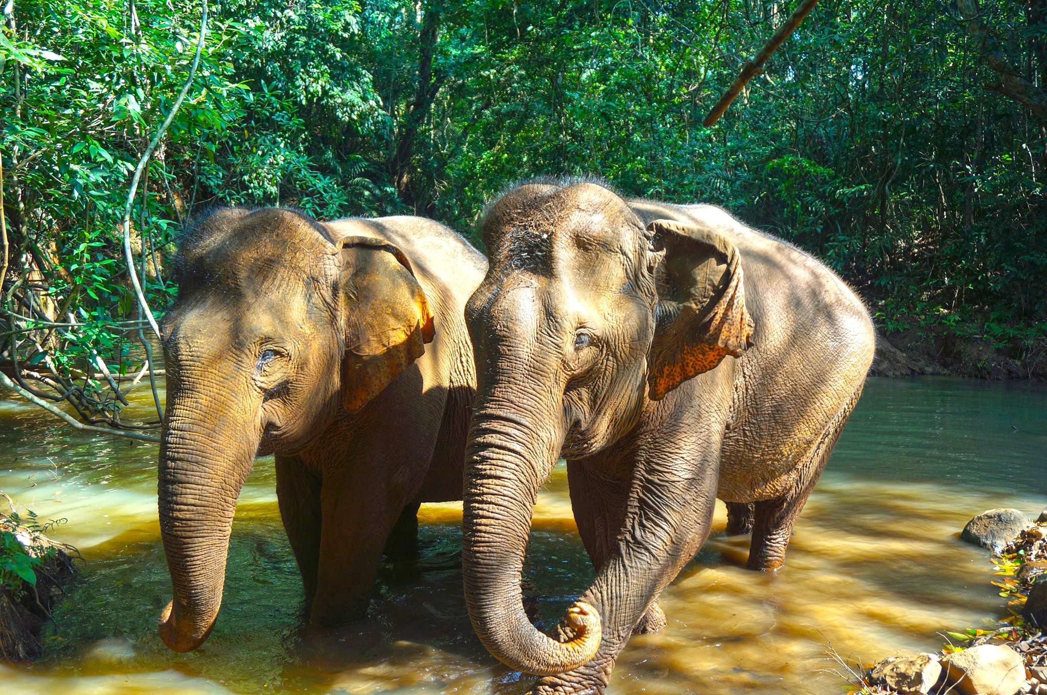 Mondulkiri Elephant & Wildlife Sanctuary