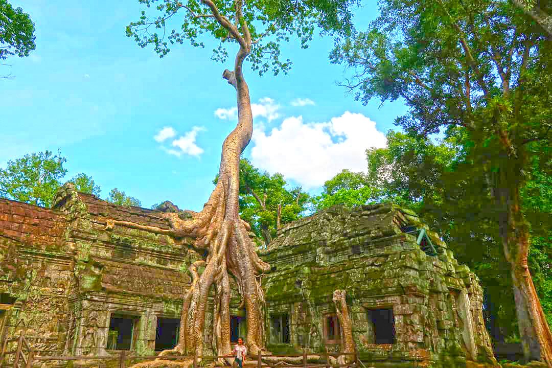 Ta Prohm Temple Siem Reap | ប្រាសាទតាព្រហ្ម សៀមរាប