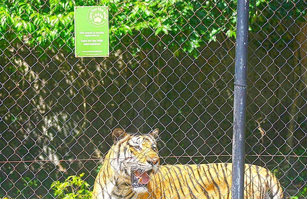 Phnom Tamao Zoological Park & Wildlife Rescue Center | ឧទ្យានសួនសត្វភ្នំតាម៉ៅ & មជ្ឈមណ្ឌលសង្គ្រោះសត្វព្រៃ