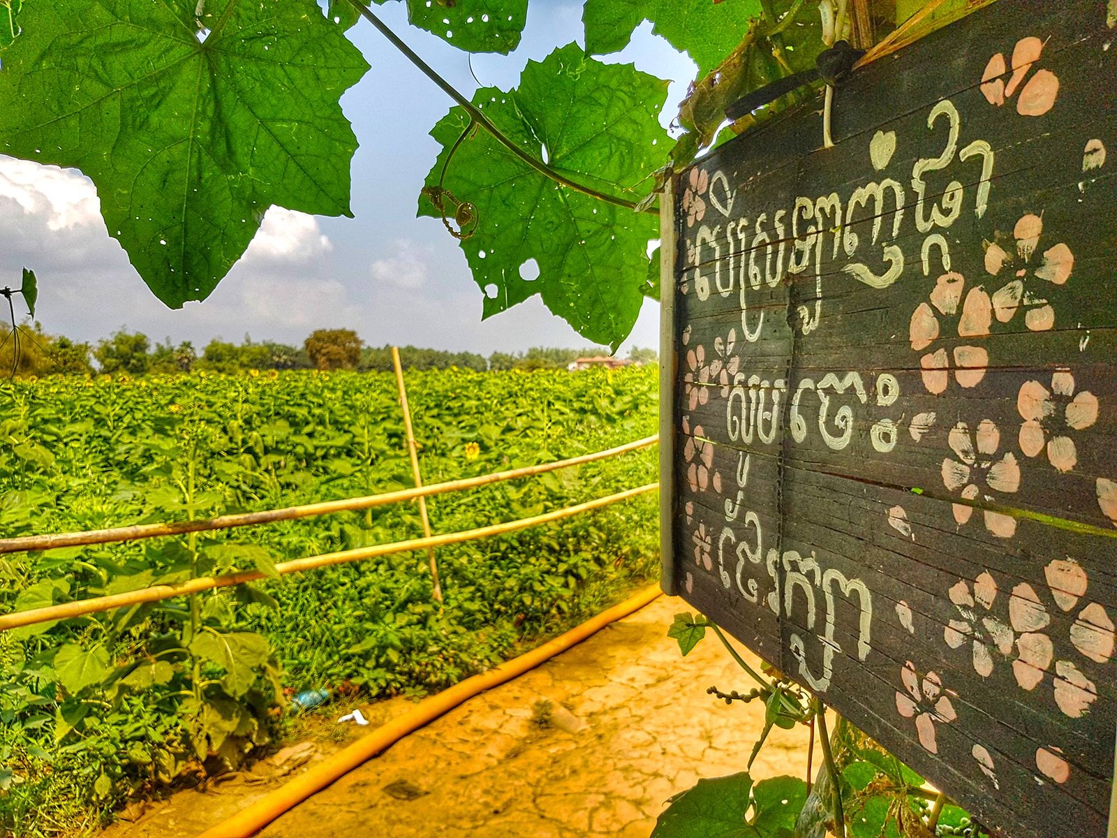 Sunflower Farm | ចំការផ្កាឈូករ័ត្ន