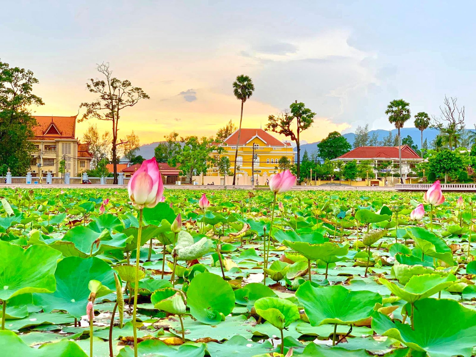 Srah Chhouk Kampot | ស្រះឈូក កំពត