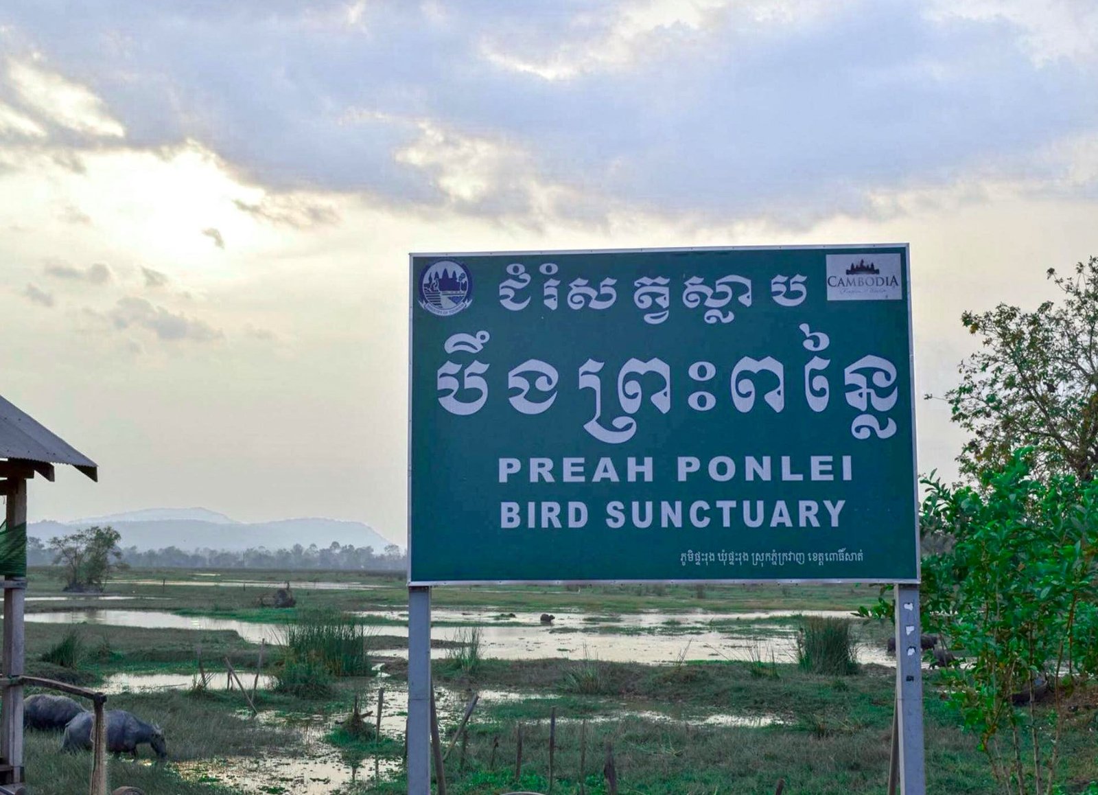 Preah Ponlei Bird Sunctuary | ជំរំសត្វស្លាប បឹងព្រះពន្លៃ