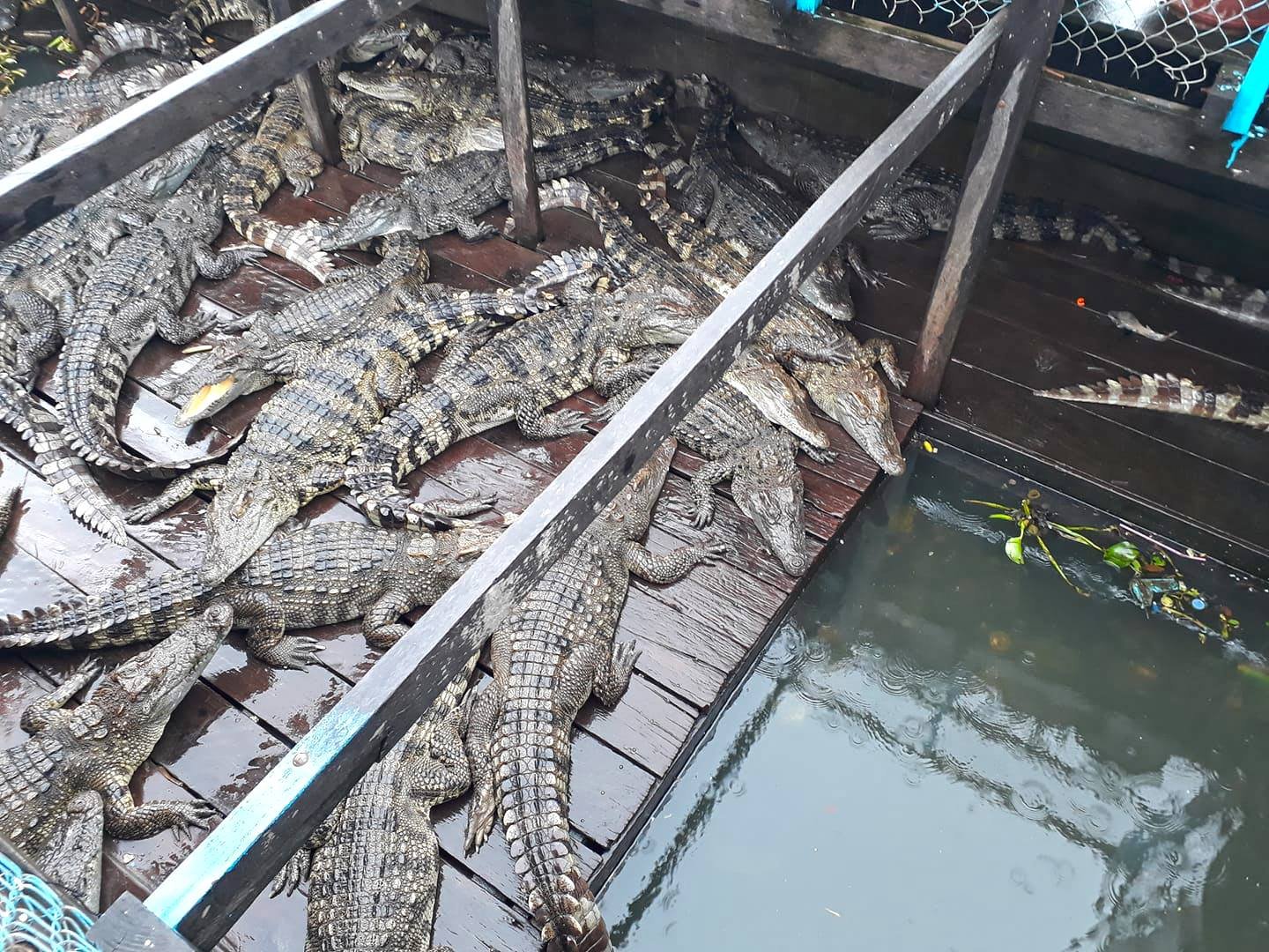 VL Crocodile Farm | អាងក្រពើ វីអិល