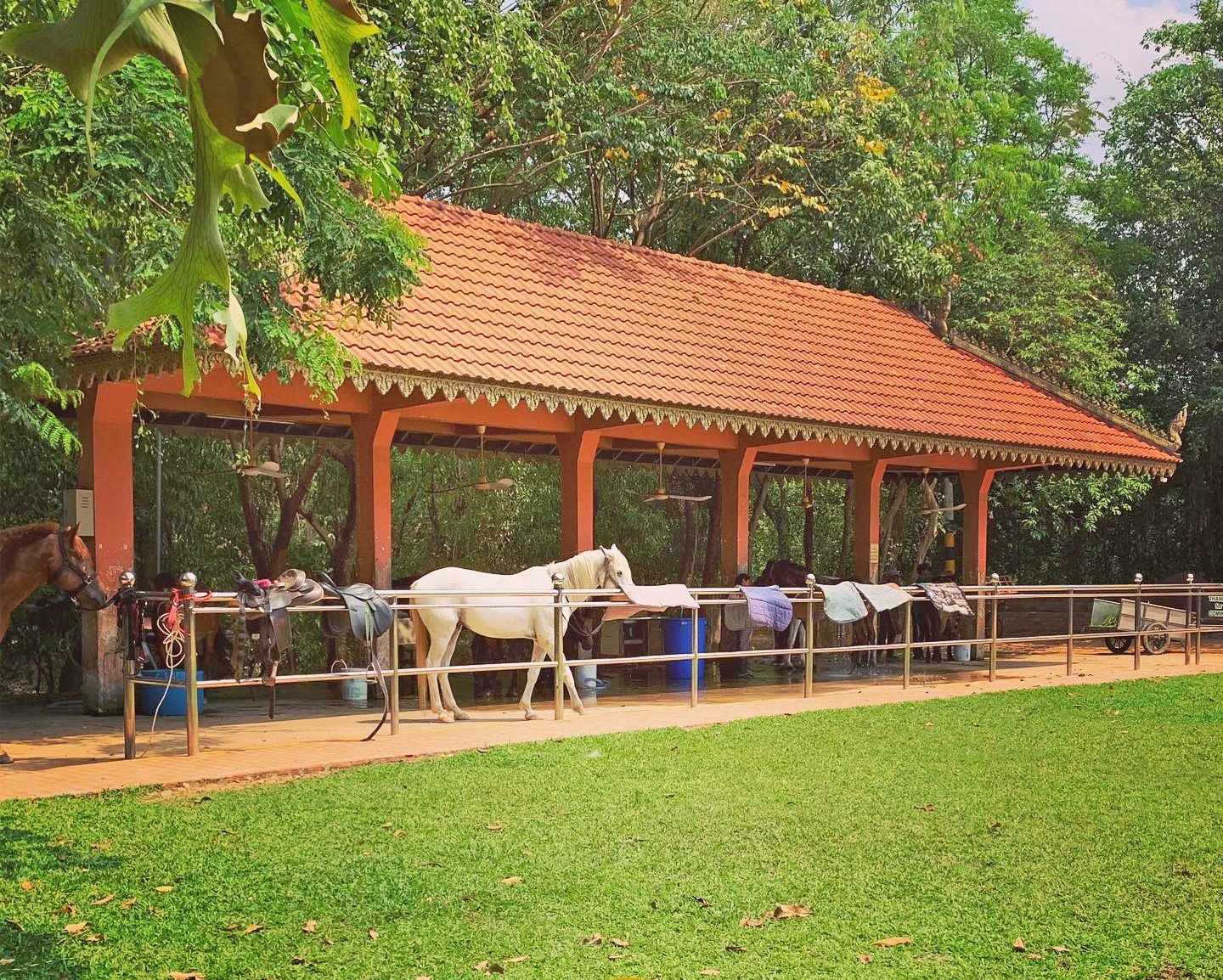 The Happy Ranch Horse Farm | ដឺហែបភី រែនធ៏ ហស្សហ្វាម
