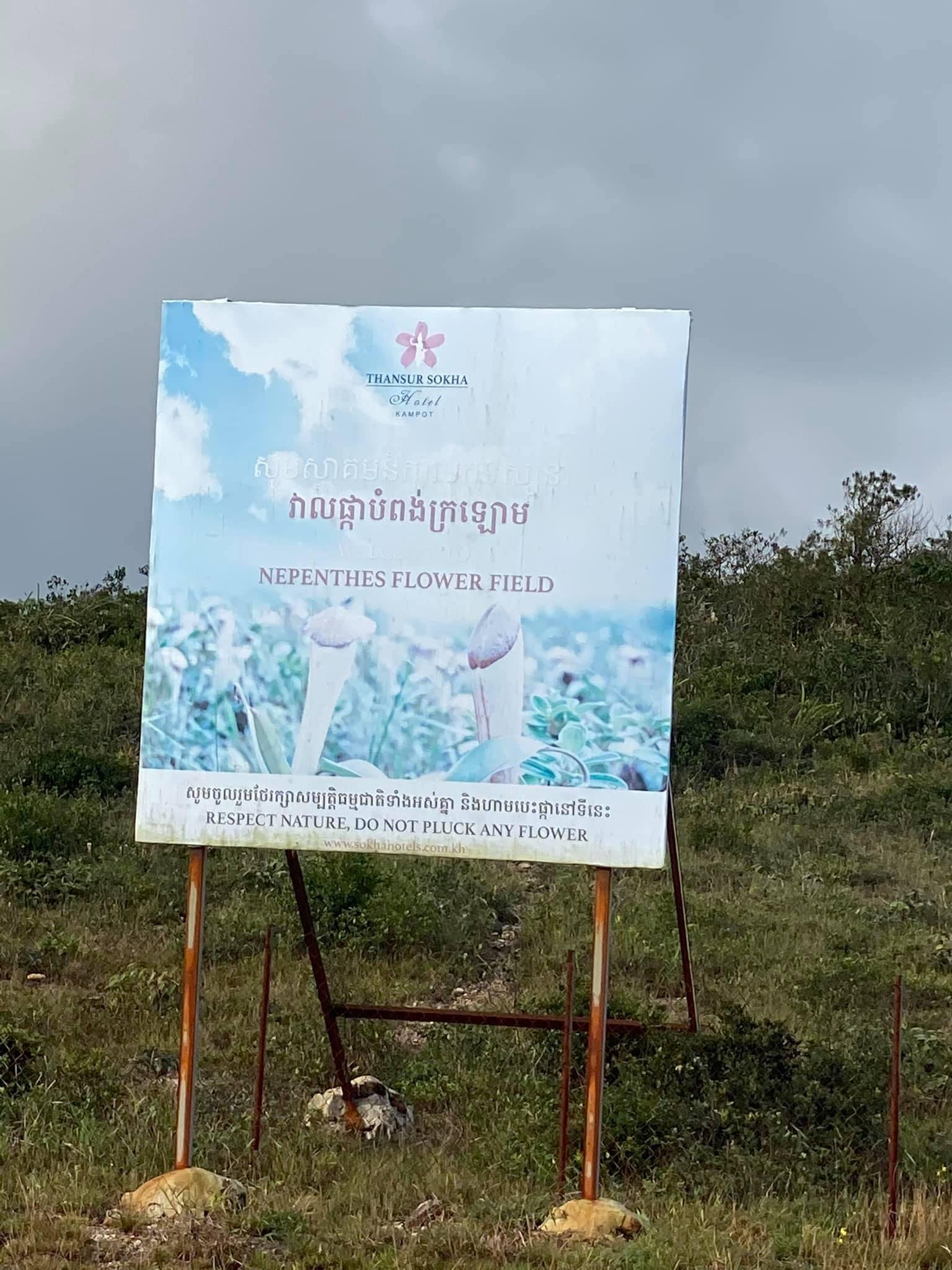 Nepenthes Flower Field | វាលផ្កាបំពង់ក្រឡោម